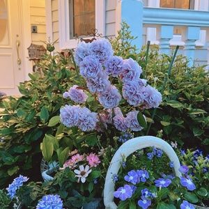 Meet your Posher, Scarlet